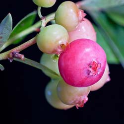 vaccinium ashei pink lemonade